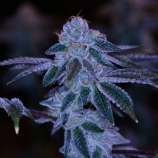 Samoas strain photo
