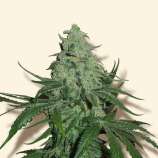 Super Skunk strain photo