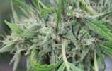 Blue Flame strain photo