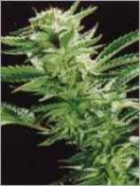 Widow Warrior strain photo