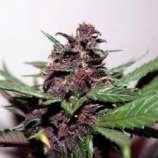 Swiss Dream Rosé Auto CBD strain photo
