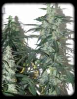 Mango Widow strain photo
