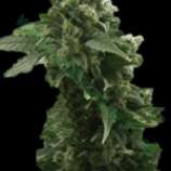 Bulk Seed Bank - Auto Wild Dwarf strain photo
