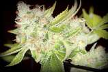 Sour Cherry Kush strain photo
