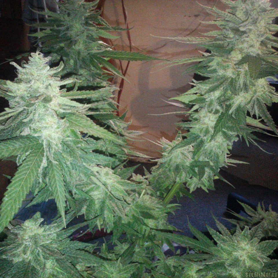 PowerNap strain photo