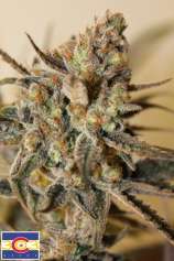 Snowpack strain photo