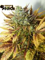 Purple Sirius Kush strain photo