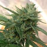 Ad Hoc strain photo