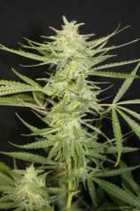 Bliss strain photo