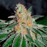 CBD Jam strain photo