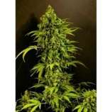 Auto Mass strain photo