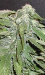 Northern Lights strain photo