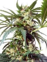PolarLight #2 strain photo