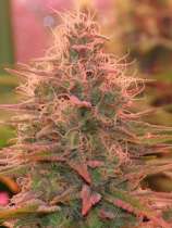 UMME strain photo