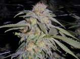 Lost Coast Hashplant strain photo