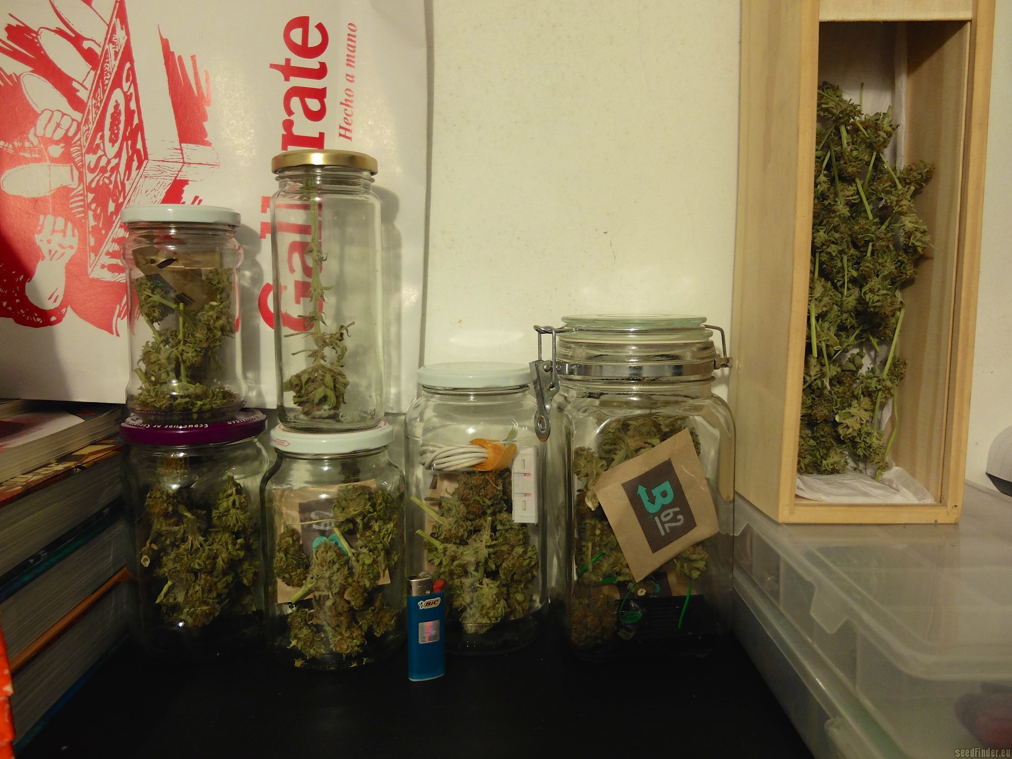 CBD Skunk Haze strain photo