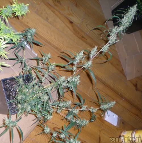 Mandala Seeds - Mango Zamal strain photo