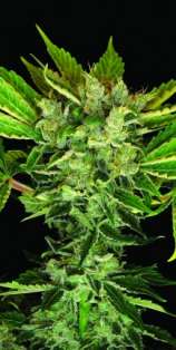 DNA Genetics Seeds - Martian Kush strain photo
