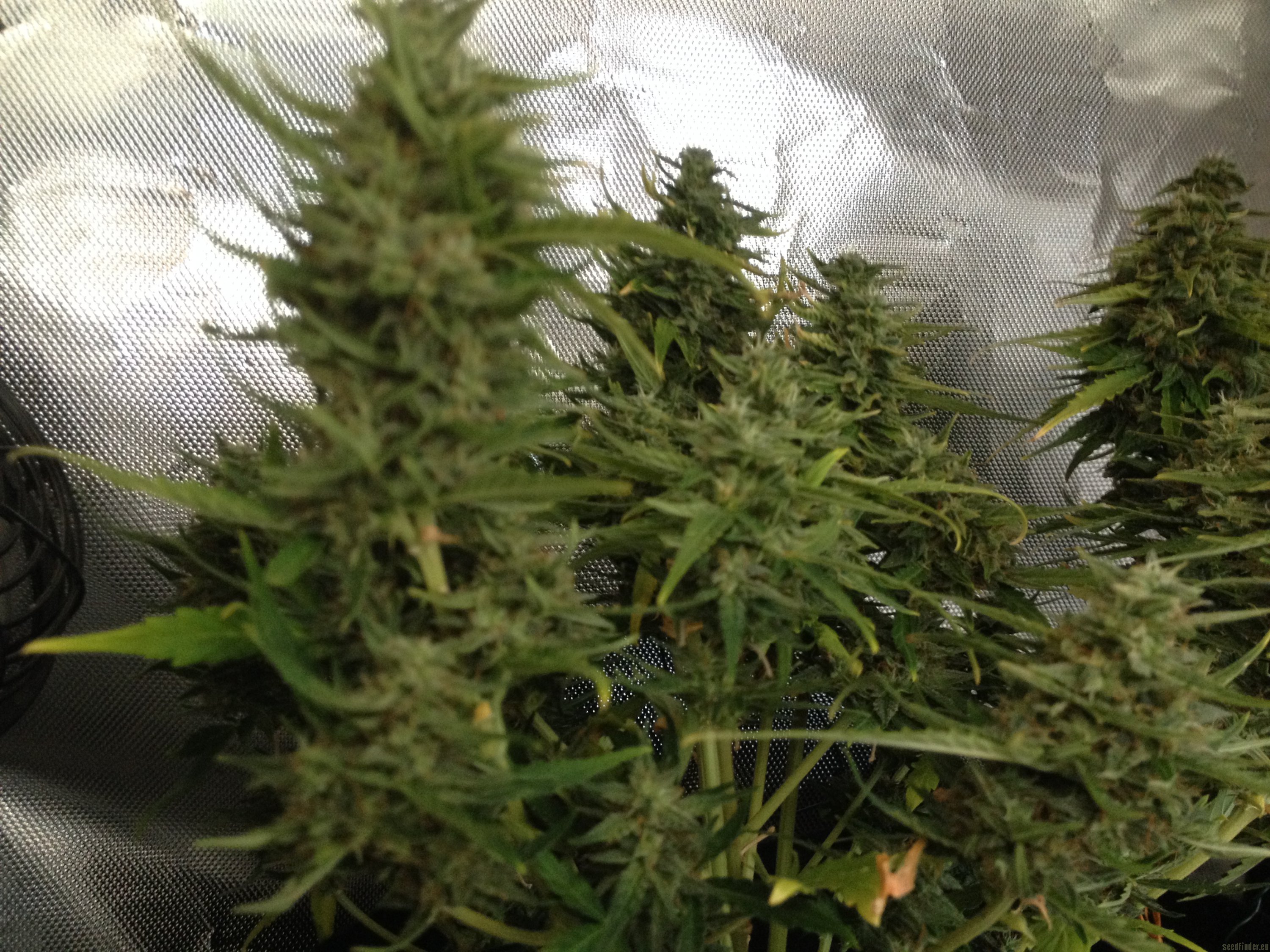 Baby Boom strain photo