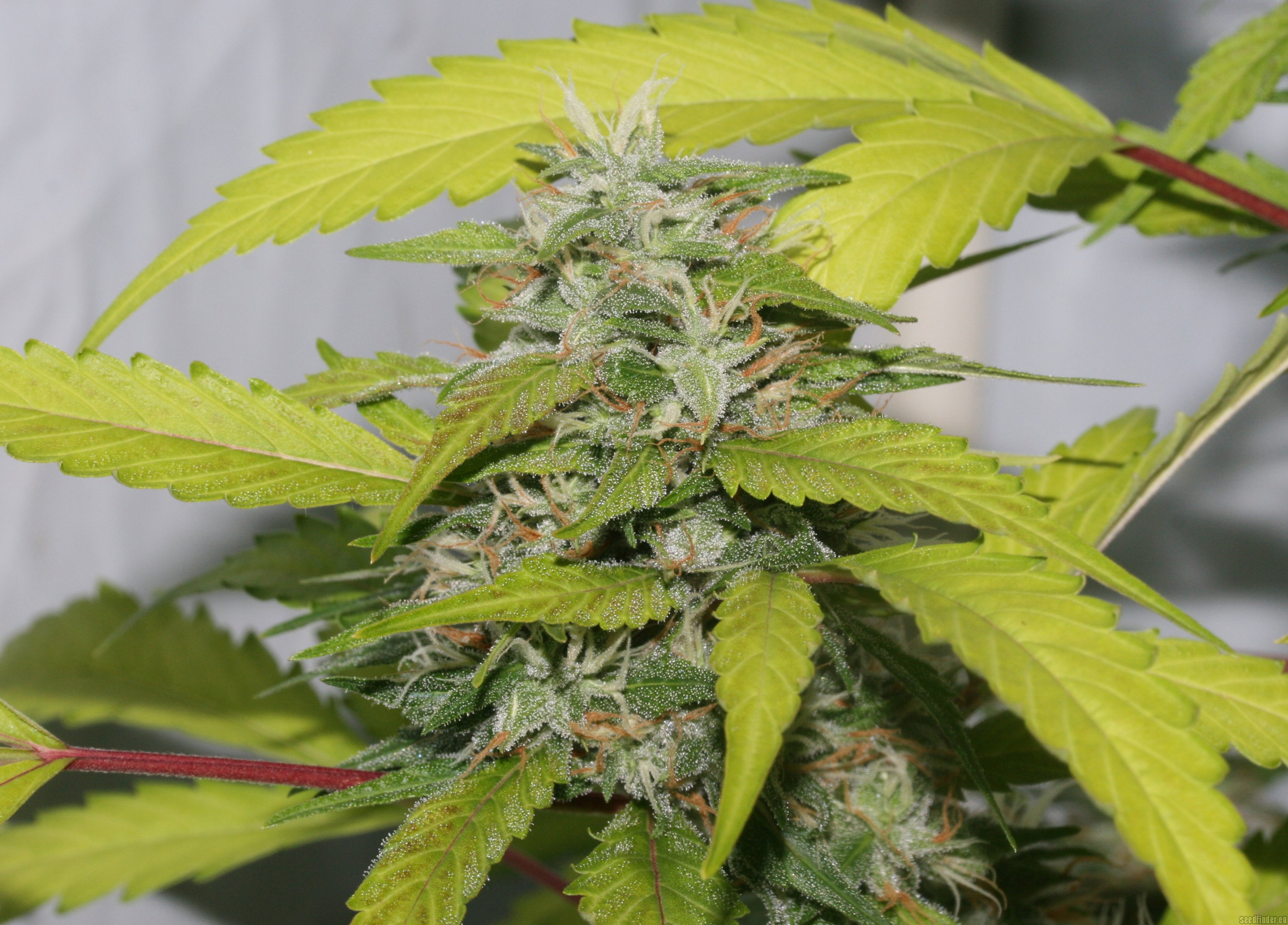 SPG Breeding Line 1 strain photo