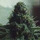 Blue Haze strain photo