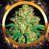 AK Full Auto strain photo