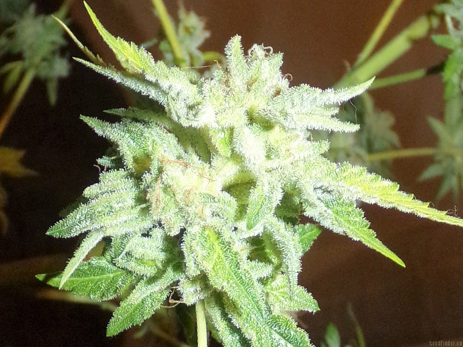 Gorilla Glue strain photo