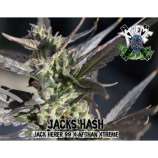 Jack's Hash strain photo