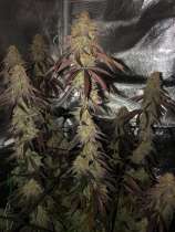 Solomon Grundy strain photo