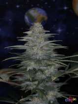 Double Bubble strain photo