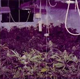 Indica-Creeper Hybrid strain photo