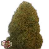 Champions Cheese strain photo