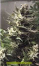 Green Shiva strain photo
