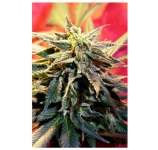 Stargazer strain photo
