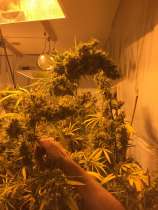 Nigerian Haze strain photo