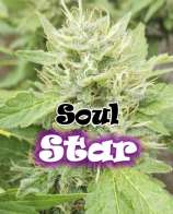 Soul Star strain photo