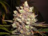 LSD Poison strain photo