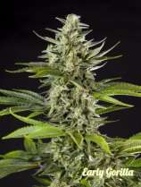 Early Gorilla strain photo