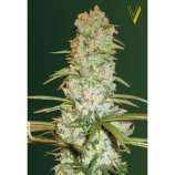 Red Russian XXL strain photo
