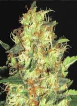 Zen strain photo