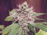 Sweet Clements strain photo