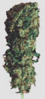 BC Big Bud strain photo