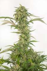 OG Kush Auto CBD strain photo