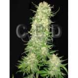 Northern strain photo