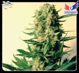 Critical #47 strain photo