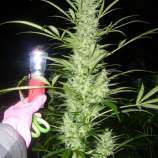 Cambo/TW/FL x Freezeland strain photo