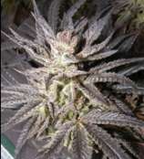 Cabin Fever Seed Breeders - Duke Nukem strain photo