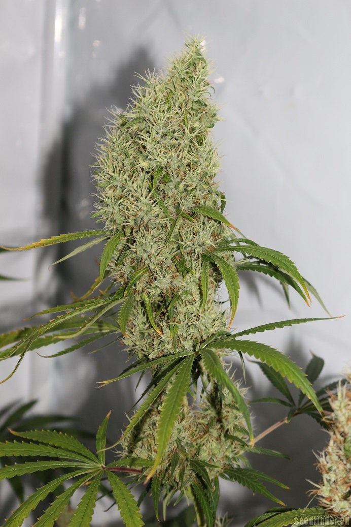 Pineapple Haze strain photo