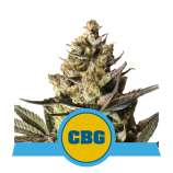Royal CBG Automatic strain photo