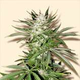 Bulk Seeds - Early Skunk strain photo